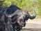 Cape Buffalo