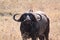 Cape buffalo