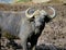 Cape buffalo