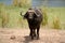 Cape Buffalo