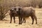 Cape buffalo