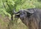 Cape Buffalo