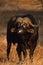 Cape Buffalo