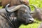 Cape Buffalo, African Buffalo with beautiful curvy horns at Serengeti in Tanzania, East Africa