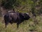 Cape buffalo in the African bush