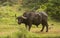 Cape Buffalo in the African bush