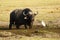 Cape Buffalo on the African Plains with a Little egret