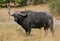 Cape buffalo bull