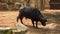 Cape buffalo bull walking go to the water
