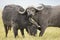 Cape Buffalo Bulls (Syncerus caffer) in Tanzania