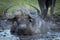 Cape buffalo cow enjoying cold water and mud of watering hole.