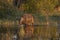 Cape Buffalo Crossing Lake in Sunlight