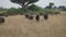 Cape buffalo in defensive stance, Queen Elizabeth National Park, Uganda