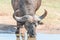 Cape Buffalo drinking