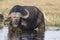 Cape buffalo eating plants in river