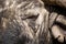 Cape Buffalo face close-up with small eye and texture