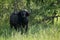 Cape buffalo facing camera from beside bushes