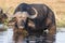 Cape buffalo feeding on lily pads