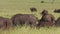 Cape buffalo grazing