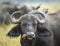 Cape buffalo head on close up on face with ox pecker on its nose in Masai Mara Kenya