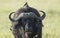 Cape Buffalo headshot at Masai Mara National Park