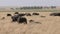 Cape buffalo herd in masai mara game reserve