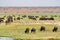 Cape buffalo herd on the river bank in Botswana