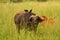 Cape Buffalo hiding in the Grass