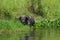 Cape Buffalo hiding in river shore grasses