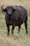 Cape Buffalo, Kenya, Africa