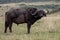 Cape Buffalo, Kenya, Africa