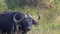 Cape buffalo, Kruger National Park, South Africa