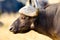 Cape Buffalo. Kruger National Park, South Africa.