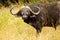 Cape Buffalo, Kruger National Park, South Africa