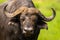 A cape buffalo looking towards the camera