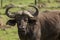 Cape buffalo on the Maasai Mara