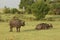 Cape buffalo on the Maasai Mara