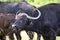 Cape buffalo, Maasai Mara National Reserve, Kenya