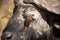 Cape buffalo with red-billed ox-pecker looking for insects