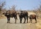 Cape buffalo roadblock