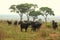 Cape Buffalo on the Savanna