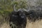 Cape buffalo, South Africa