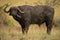 Cape buffalo stands caked in mud eyeing camera