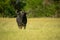 Cape buffalo stands eating grass near trees