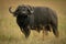 Cape buffalo stands in grass lifting head