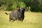 Cape buffalo stands lifting head in grass