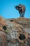 Cape buffalo stands on rock on horizon