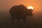 Cape buffalo stands silhouetted against misty sunrise