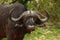 Cape Buffalo Stare.