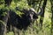 Cape buffalo staring at camera from trees